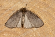 Tweestip-orvlinder / Common Lutestring (Ochropacha duplaris)