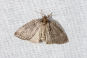 Tweestip-orvlinder / Common Lutestring (Ochropacha duplaris)