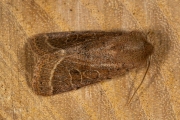 Tweestreepvoorjaarsuil / Common Quaker (Orthosia cerasi)