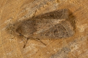 Tweestreepvoorjaarsuil / Common Quaker (Orthosia cerasi)