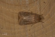 Tweestreepvoorjaarsuil / Common Quaker (Orthosia cerasi)