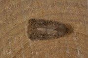 Tweestreepvoorjaarsuil / Common Quaker (Orthosia cerasi)