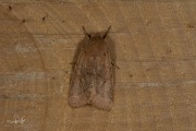 Tweestreepvoorjaarsuil / Common Quaker (Orthosia cerasi)