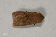 Tweestreepvoorjaarsuil / Common Quaker (Orthosia cerasi)