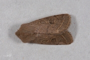 Tweestreepvoorjaarsuil / Common Quaker (Orthosia cerasi)