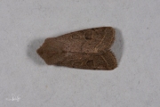 Tweestreepvoorjaarsuil / Common Quaker (Orthosia cerasi)