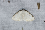 Tweevlekspanner / White-pinion Spotted (Lomographa bimaculata)
