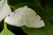 Tweevlekspanner / White-pinion Spotted (Lomographa bimaculata )
