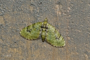 V-dwergspanner / V-pug (Chloroclystis v-ata)