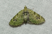 V-dwergspanner / V-pug (Chloroclystis v-ata)