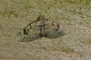 V-dwergspanner / V-pug (Chloroclystis v-ata)