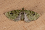V-dwergspanner / V-pug (Chloroclystis v-ata)