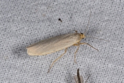 Vaal kokerbeertje / Hoary Footman (Eilema caniola)