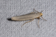 Vaal kokerbeertje / Hoary Footman (Eilema caniola)