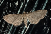 Valeriaandwergspanner / Valerian Pug (Eupithecia valerianata)