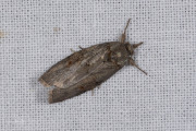 Variabele eikenuil / Oak Nycteoline (Nycteola revayana)