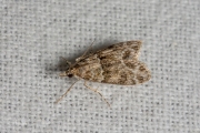 Variabele granietmot (Eudonia mercurella), micro