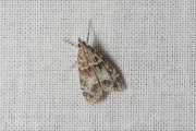 Variabele granietmot (Eudonia mercurella), micro