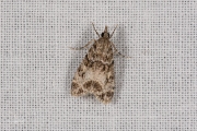 Variabele granietmot (Eudonia mercurella), micro