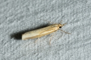 Variabele grasmot (Agriphila tristella), micro