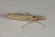 Variabele grasmot (Agriphila tristella), micro