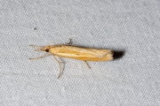 Variabele grasmot (Agriphila tristella), micro