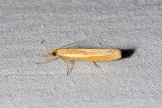 Variabele grasmot (Agriphila tristella), micro