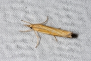 Variabele grasmot (Agriphila tristella), micro