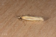 Variabele grasmot (Agriphila tristella), micro