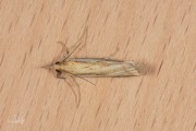 Variabele grasmot (Agriphila tristella), micro