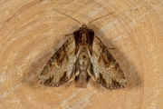 Variabele grasuil / Clouded-bordered Brindle (Apamea crenata)