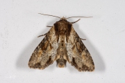 Variabele grasuil / Clouded-bordered Brindle (Apamea crenata)