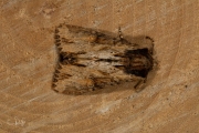 Variabele grasuil / Clouded-bordered Brindle (Apamea crenata)