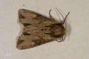 Variabele grasuil / Clouded-bordered Brindle (Apamea crenata)