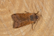 Variabele herfstuil / Beaded Chestnut (Agrochola lychnidis)