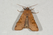 Variabele herfstuil / Beaded Chestnut (Agrochola lychnidis)