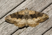 Variabele spikkelspanner / Mottled Beauty (Alcis repandata)