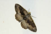 Variabele spikkelspanner / Mottled Beauty (Alcis repandata)