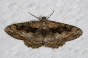 Variabele spikkelspanner / Mottled Beauty (Alcis repandata)