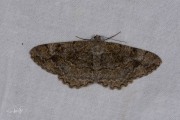 Variabele spikkelspanner / Mottled Beauty (Alcis repandata)