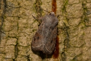 Variabele voorjaarsuil / Clouded Drab (Orthosia incerta)