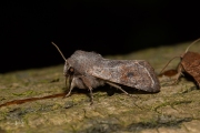 Variabele voorjaarsuil / Clouded Drab (Orthosia incerta)