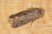 Variabele voorjaarsuil / Clouded Drab (Orthosia incerta)