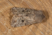 Variabele voorjaarsuil / Clouded Drab (Orthosia incerta)