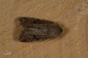 Variabele voorjaarsuil / Clouded Drab (Orthosia incerta)