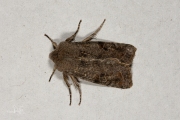 Variabele voorjaarsuil / Clouded Drab (Orthosia incerta)