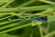 Variabele waterjuffer / Variable Damselfly (Coenagrion pulchellum)