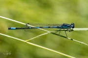 Variabele waterjuffer / Variable Damselfly (Coenagrion pulchellum)