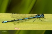 Variabele waterjuffer / Variable Damselfly (Coenagrion pulchellum)