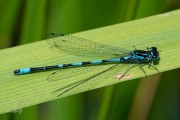 Variabele waterjuffer / Variable Damselfly (Coenagrion pulchellum)